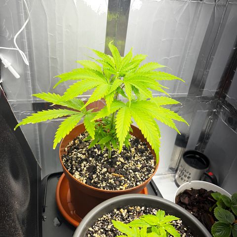 Prensadinho do Bérin 2 e 3 growlog photo: Foi podado as folhas primárias e também o topo.