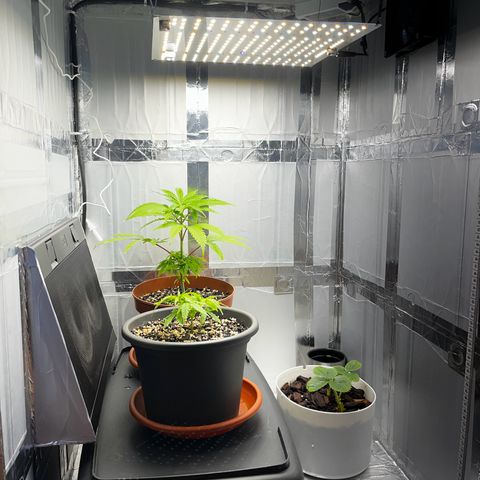 Prensadinho do Bérin 2 e 3 growlog photo: Foi podado as folhas primárias e também o topo.