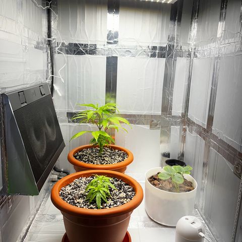 Prensadinho do Bérin 2 e 3 growlog photo: Transplante do vaso de 8L para vaso final de 20L.