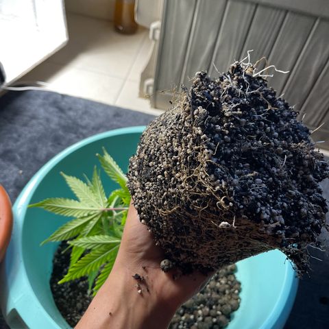 Prensadinho do Bérin 2 e 3 growlog photo: Transplante do vaso de 8L para vaso final de 20L.