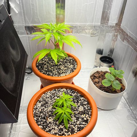 Prensadinho do Bérin 2 e 3 growlog photo: Transplante do vaso de 8L para vaso final de 20L.