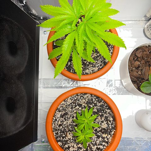 Prensadinho do Bérin 2 e 3 growlog photo: Transplante do vaso de 8L para vaso final de 20L.