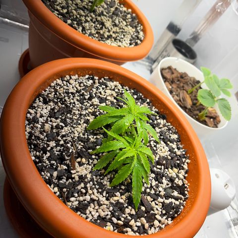 Prensadinho do Bérin 2 e 3 growlog photo: Transplante do vaso de 8L para vaso final de 20L.