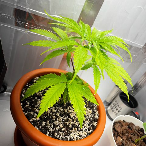 Prensadinho do Bérin 2 e 3 growlog photo: Transplante do vaso de 8L para vaso final de 20L.