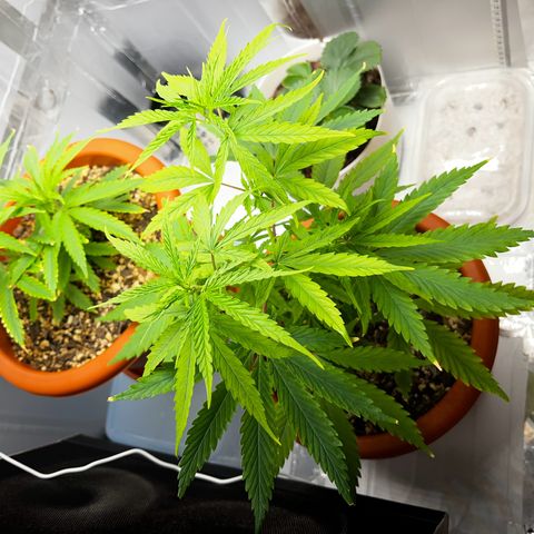 Prensadinho do Bérin 2 e 3 growlog timeline photo