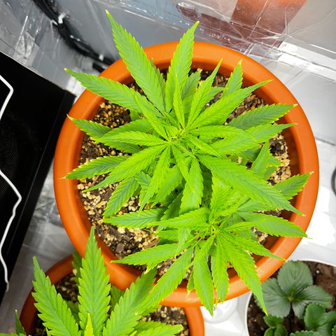 Prensadinho do Bérin 2 e 3 growlog timeline photo