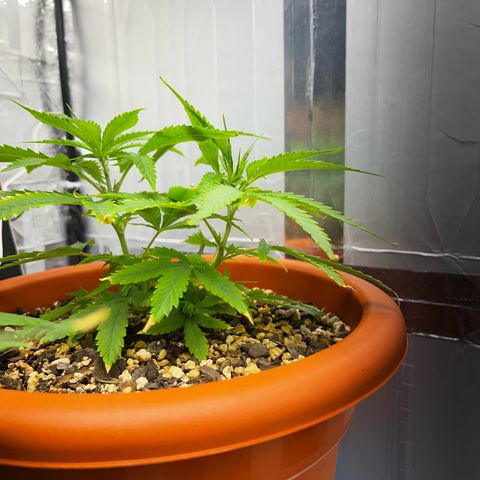 Prensadinho do Bérin 2 e 3 growlog timeline photo