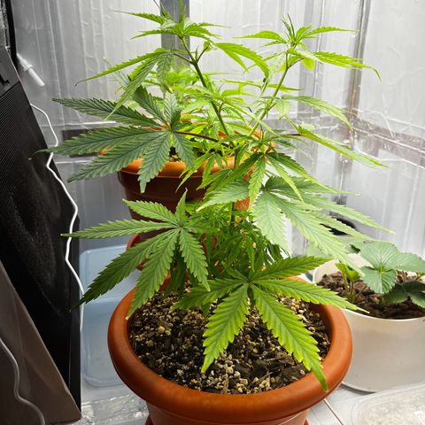 Prensadinho do Bérin 2 e 3 growlog timeline photo