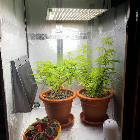 Prensadinho do Bérin 2 e 3 growlog photo: Foi trocado o tempo de exposição a luz de 18h para 12h.
