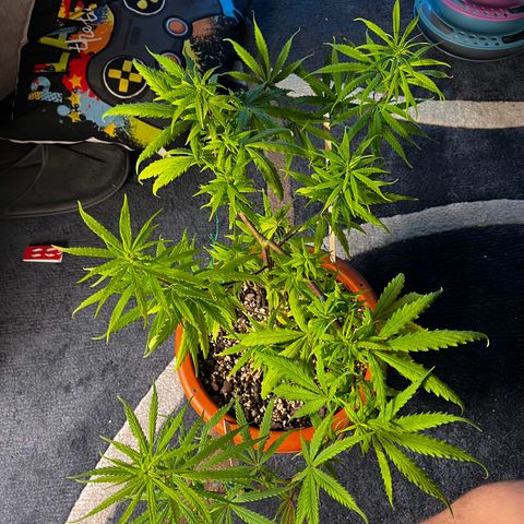 Prensadinho do Bérin 2 e 3 growlog photo: Foi trocado o tempo de exposição a luz de 18h para 12h.