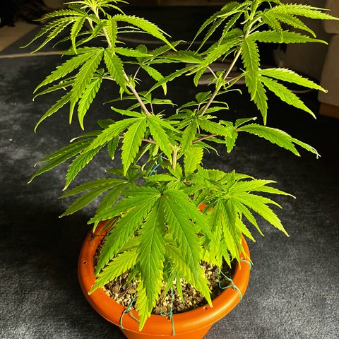 Prensadinho do Bérin 2 e 3 growlog timeline photo
