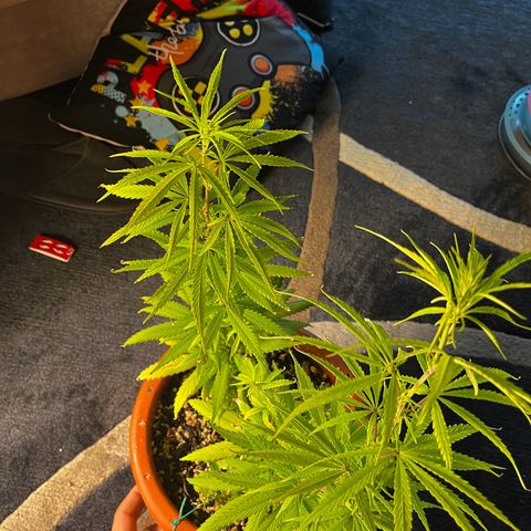 Prensadinho do Bérin 2 e 3 growlog timeline photo