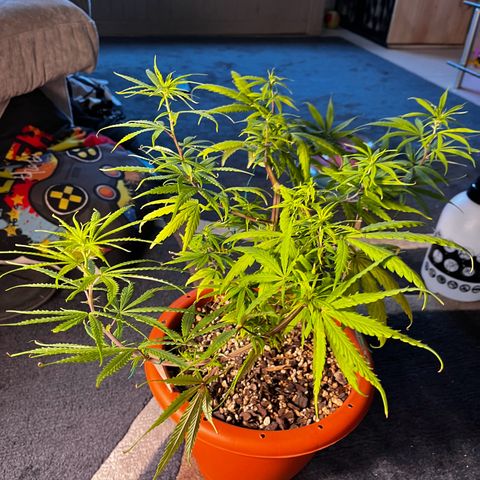 Prensadinho do Bérin 2 e 3 growlog timeline photo