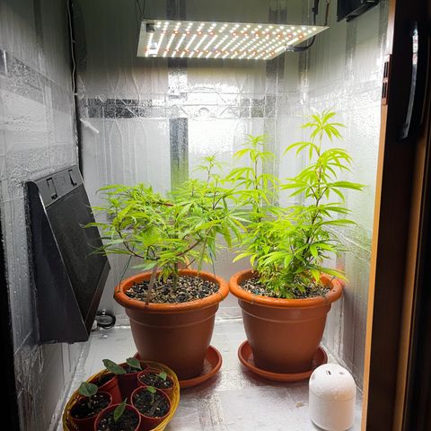 Prensadinho do Bérin 2 e 3 growlog timeline photo