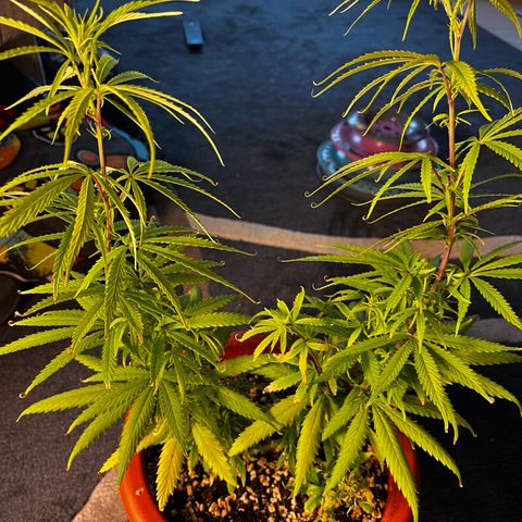 Prensadinho do Bérin 2 e 3 growlog timeline photo