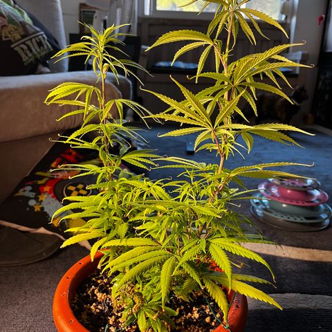 Prensadinho do Bérin 2 e 3 growlog timeline photo