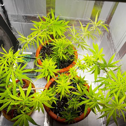 Prensadinho do Bérin 2 e 3 growlog timeline photo