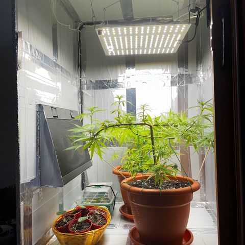Prensadinho do Bérin 2 e 3 growlog timeline photo