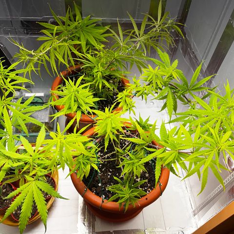Prensadinho do Bérin 2 e 3 growlog timeline photo