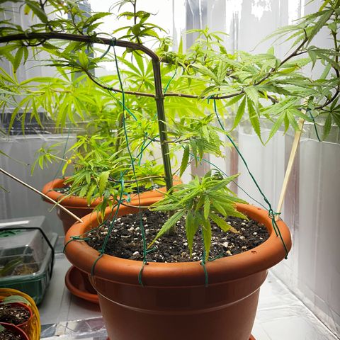 Prensadinho do Bérin 2 e 3 growlog timeline photo