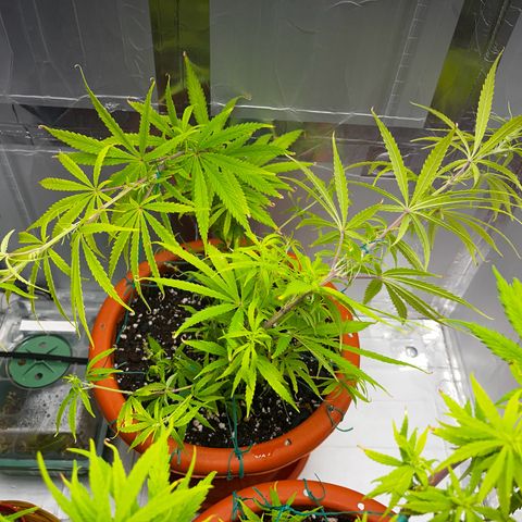 Prensadinho do Bérin 2 e 3 growlog timeline photo