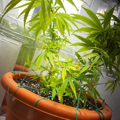 Prensadinho do Bérin 2 e 3 growlog timeline photo
