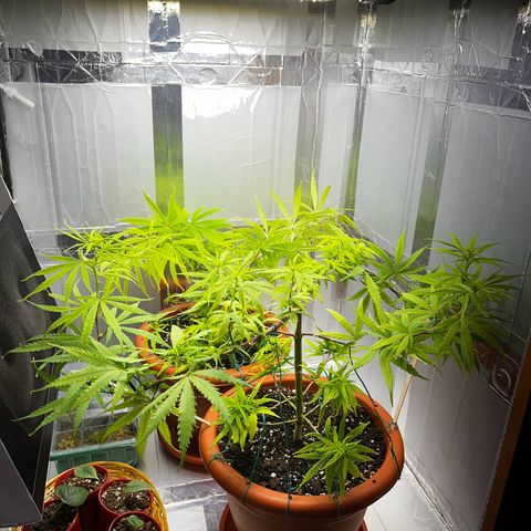 Prensadinho do Bérin 2 e 3 growlog timeline photo