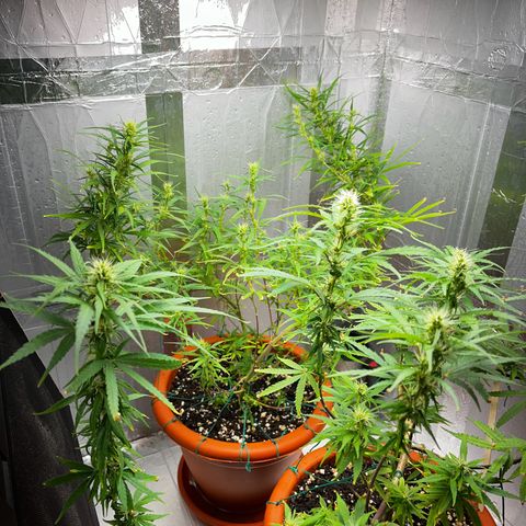 Prensadinho do Bérin 2 e 3 growlog timeline photo