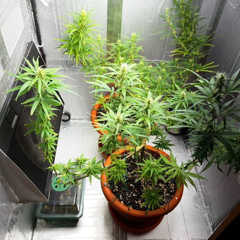 Prensadinho do Bérin 2 e 3 growlog timeline photo