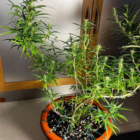 Prensadinho do Bérin 2 e 3 growlog timeline photo