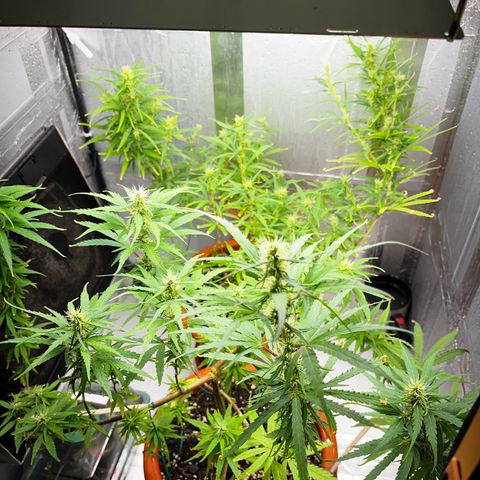 Prensadinho do Bérin 2 e 3 growlog timeline photo