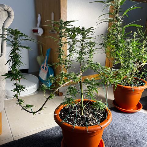 Prensadinho do Bérin 2 e 3 growlog timeline photo