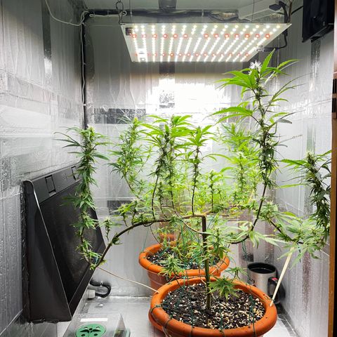 Prensadinho do Bérin 2 e 3 growlog timeline photo