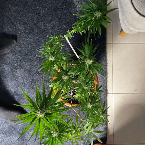 Prensadinho do Bérin 2 e 3 growlog timeline photo