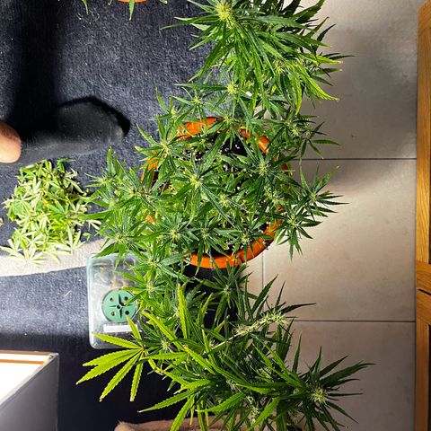 Prensadinho do Bérin 2 e 3 growlog timeline photo