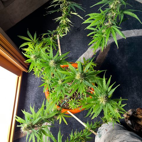 Prensadinho do Bérin 2 e 3 growlog timeline photo