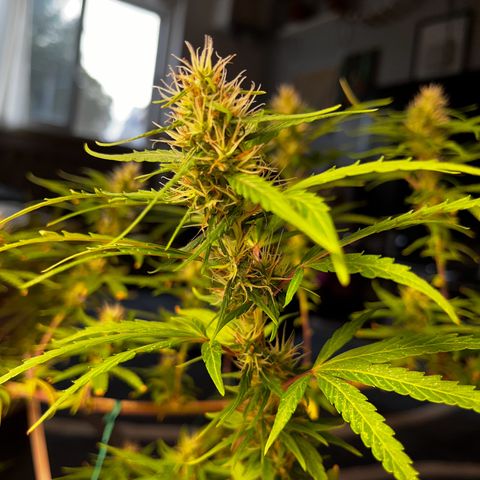 Prensadinho do Bérin 2 e 3 growlog timeline photo