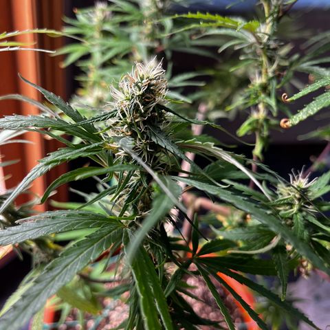 Prensadinho do Bérin 2 e 3 growlog timeline photo