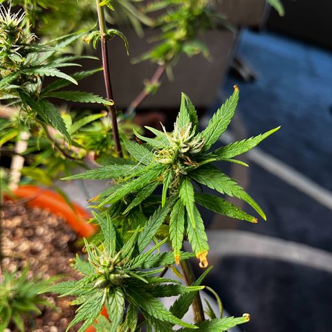 Prensadinho do Bérin 2 e 3 growlog timeline photo