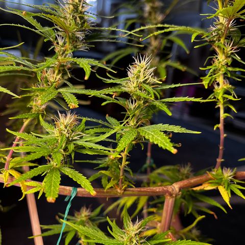Prensadinho do Bérin 2 e 3 growlog timeline photo