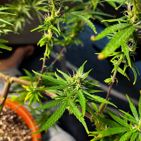 Prensadinho do Bérin 2 e 3 growlog timeline photo