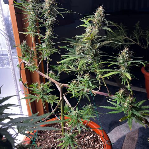 Prensadinho do Bérin 2 e 3 growlog timeline photo