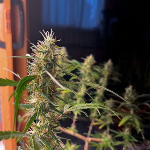 Prensadinho do Bérin 2 e 3 growlog timeline photo
