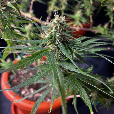 Prensadinho do Bérin 2 e 3 growlog timeline photo