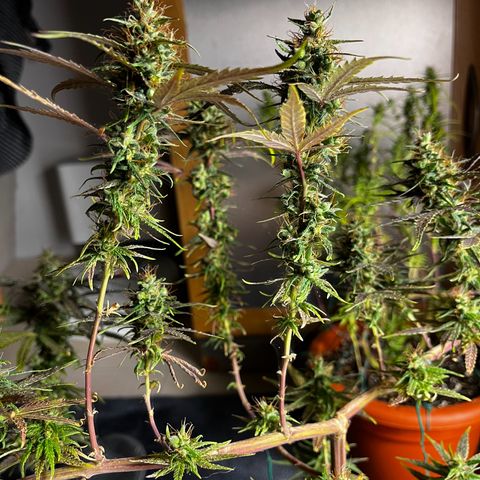 Prensadinho do Bérin 2 e 3 growlog timeline photo