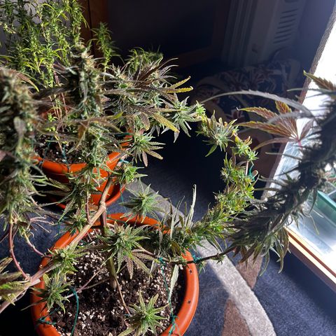 Prensadinho do Bérin 2 e 3 growlog timeline photo
