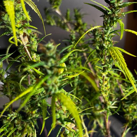 Prensadinho do Bérin 2 e 3 growlog timeline photo