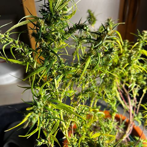 Prensadinho do Bérin 2 e 3 growlog timeline photo