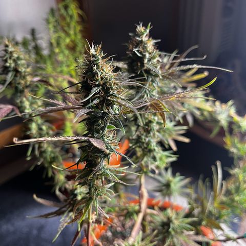 Prensadinho do Bérin 2 e 3 growlog timeline photo