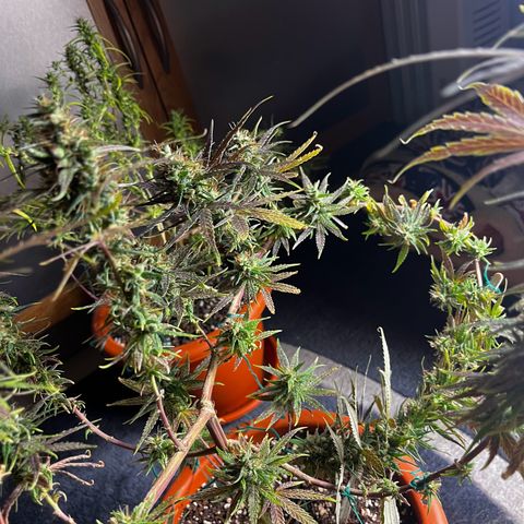 Prensadinho do Bérin 2 e 3 growlog timeline photo